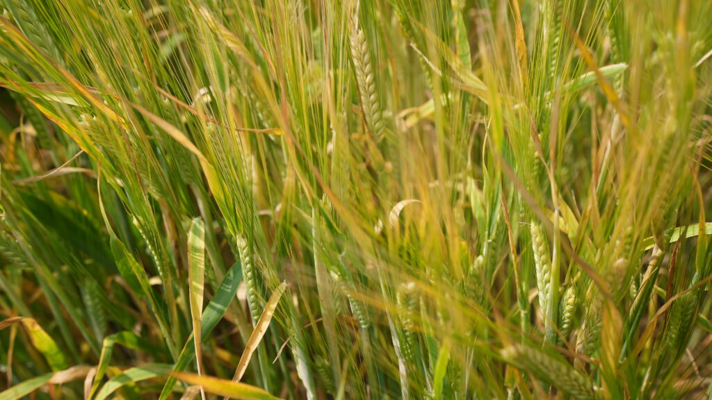 Barley stalks in field in Alberta, Canada.