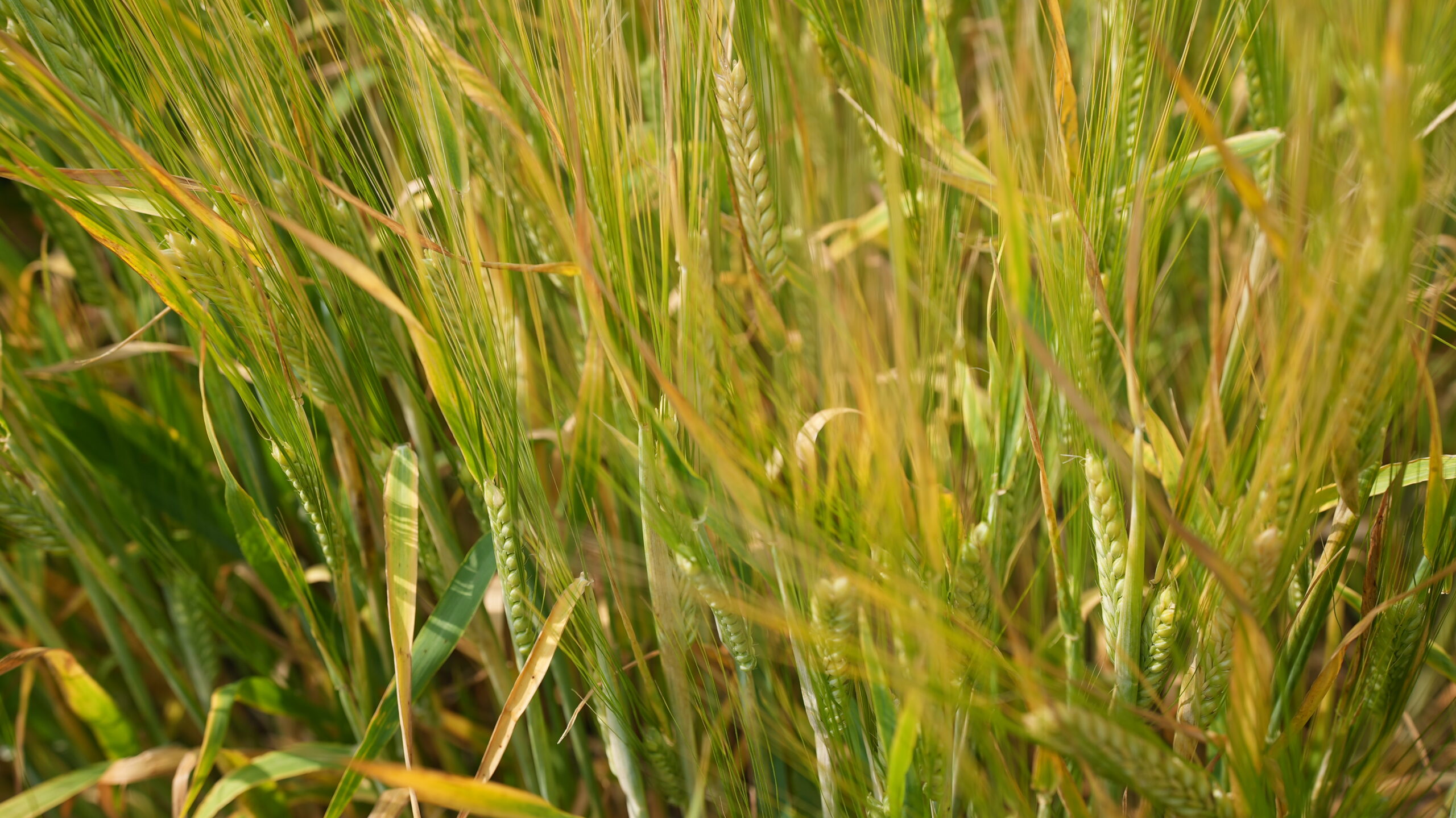 Barley stalks in field in Alberta, Canada.